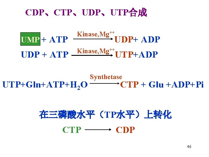 CDP、CTP、UDP、UTP合成 UMP + ATP UDP + ATP Kinase, Mg++ UDP+ ADP Kinase, Mg++ UTP+Gln+ATP+H