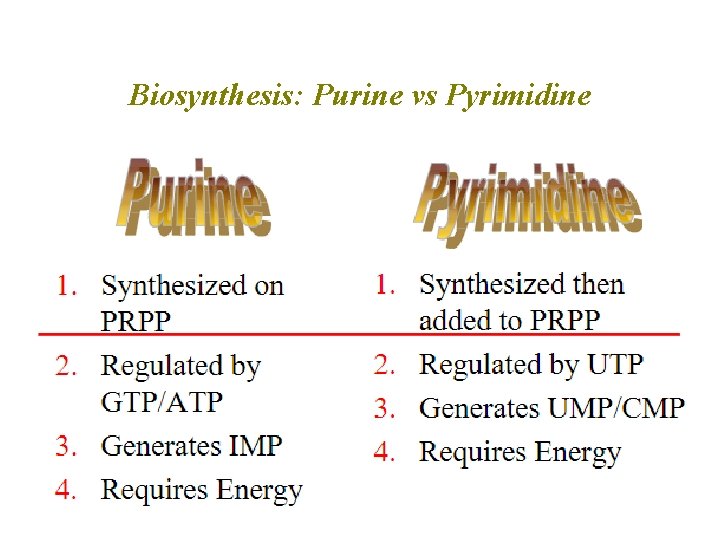 Biosynthesis: Purine vs Pyrimidine 48 