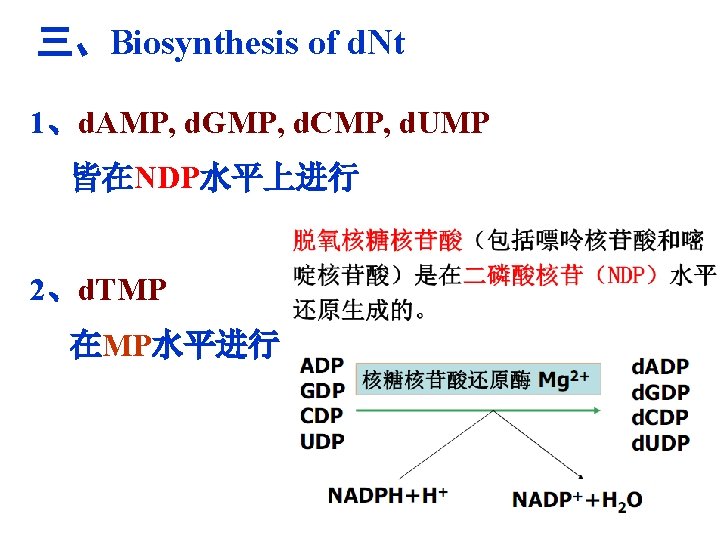 三、Biosynthesis of d. Nt 1、d. AMP, d. GMP, d. CMP, d. UMP 皆在NDP水平上进行 2、d.