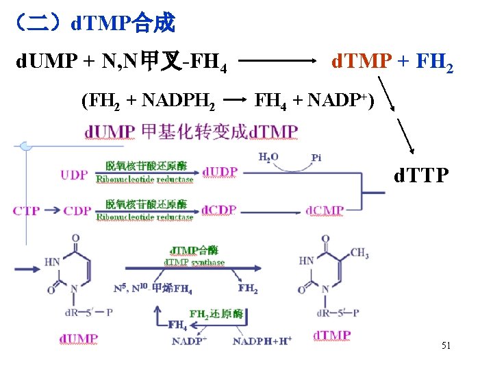 （二）d. TMP合成 d. UMP + N, N甲叉-FH 4 (FH 2 + NADPH 2 d.