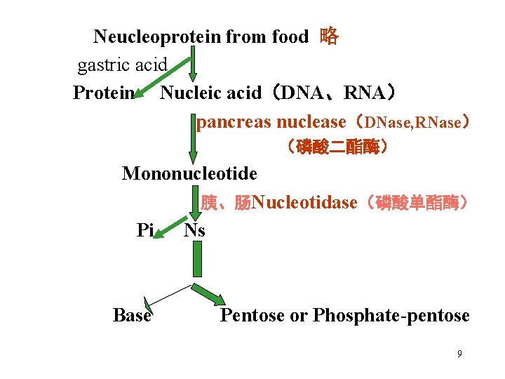 Neucleoprotein from food 略 gastric acid Protein Nucleic acid（DNA、RNA） pancreas nuclease（DNase, RNase） （磷酸二酯酶） Mononucleotide