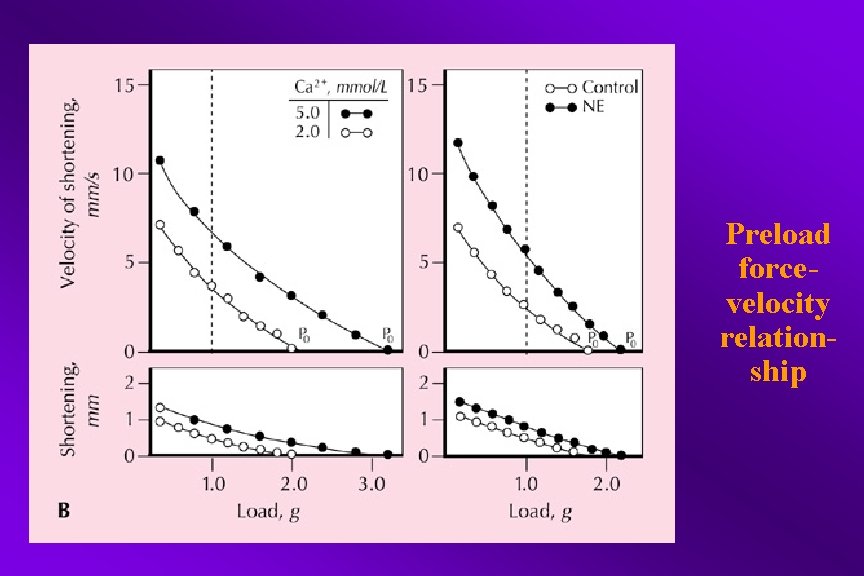 Preload forcevelocity relationship 