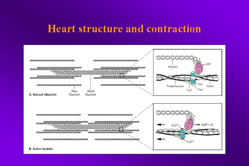 Heart structure and contraction 