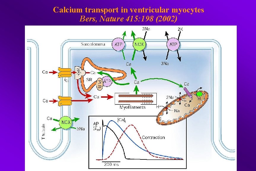 Calcium transport in ventricular myocytes Bers, Nature 415: 198 (2002) 