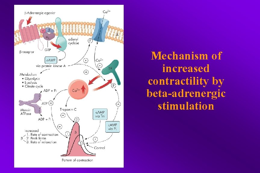 Mechanism of increased contractility by beta-adrenergic stimulation 