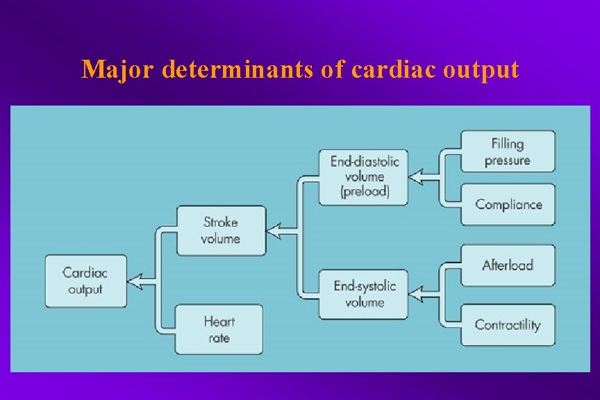 Major determinants of cardiac output 
