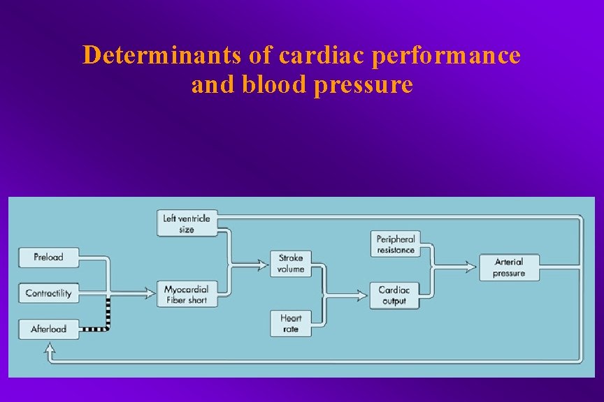 Determinants of cardiac performance and blood pressure 