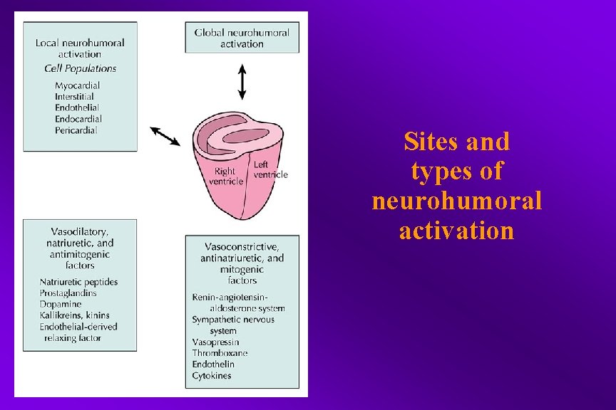 Sites and types of neurohumoral activation 