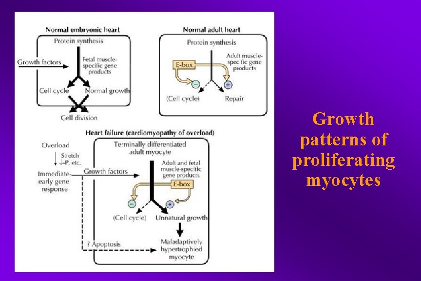 Growth patterns of proliferating myocytes 