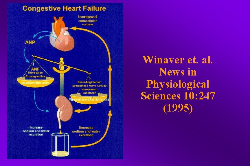 Winaver et. al. News in Physiological Sciences 10: 247 (1995) 