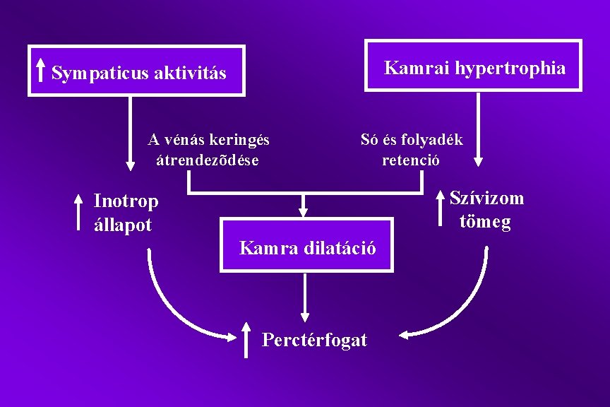 Kamrai hypertrophia Sympaticus aktivitás A vénás keringés átrendezõdése Só és folyadék retenció Szívizom tömeg