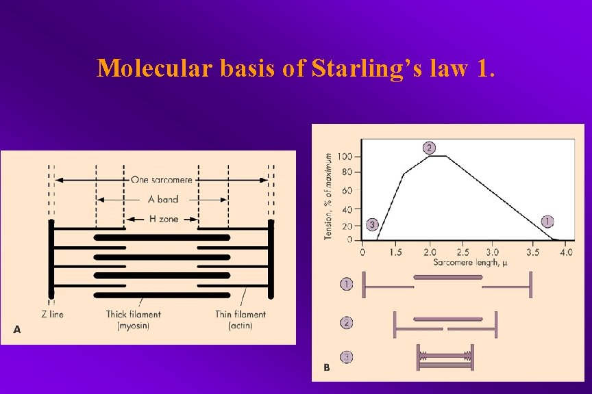 Molecular basis of Starling’s law 1. 