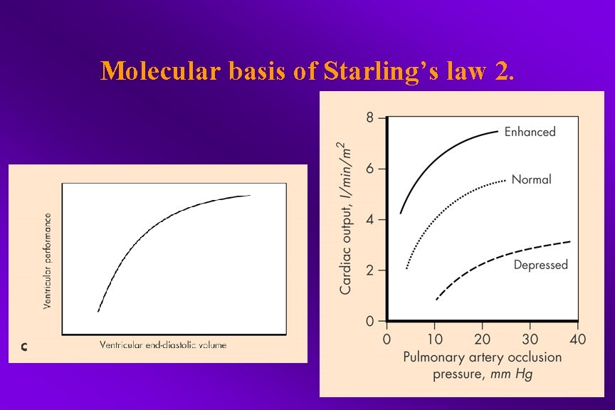 Molecular basis of Starling’s law 2. 
