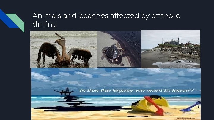 Animals and beaches affected by offshore drilling 