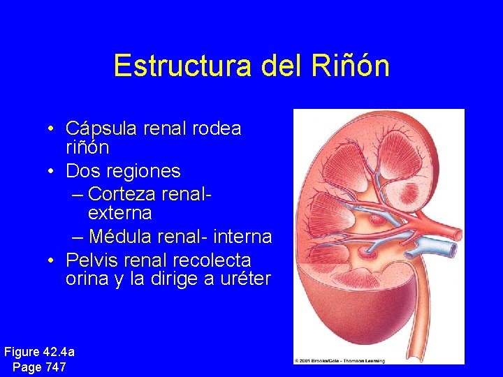 Estructura del Riñón • Cápsula renal rodea riñón • Dos regiones – Corteza renalexterna