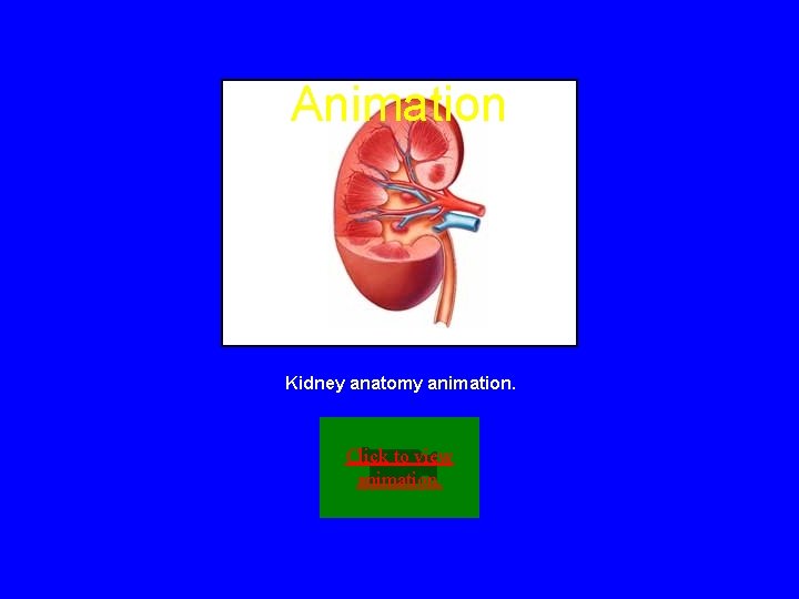 Animation Kidney anatomy animation. Click to view animation. 