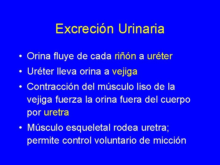 Excreción Urinaria • Orina fluye de cada riñón a uréter • Uréter lleva orina