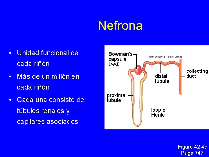 Nefrona • Unidad funcional de cada riñón Bowman’s capsule (red) • Más de un