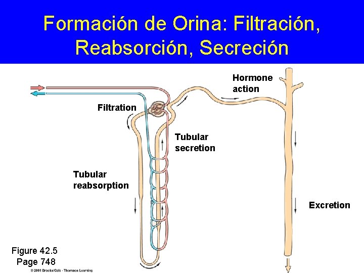 Formación de Orina: Filtración, Reabsorción, Secreción Hormone action Filtration Tubular secretion Tubular reabsorption Excretion