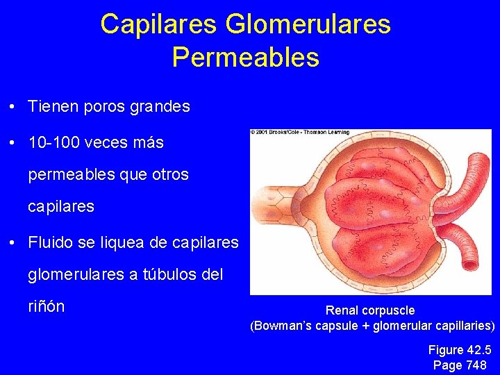 Capilares Glomerulares Permeables • Tienen poros grandes • 10 -100 veces más permeables que