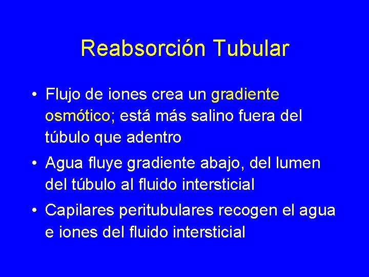 Reabsorción Tubular • Flujo de iones crea un gradiente osmótico; está más salino fuera