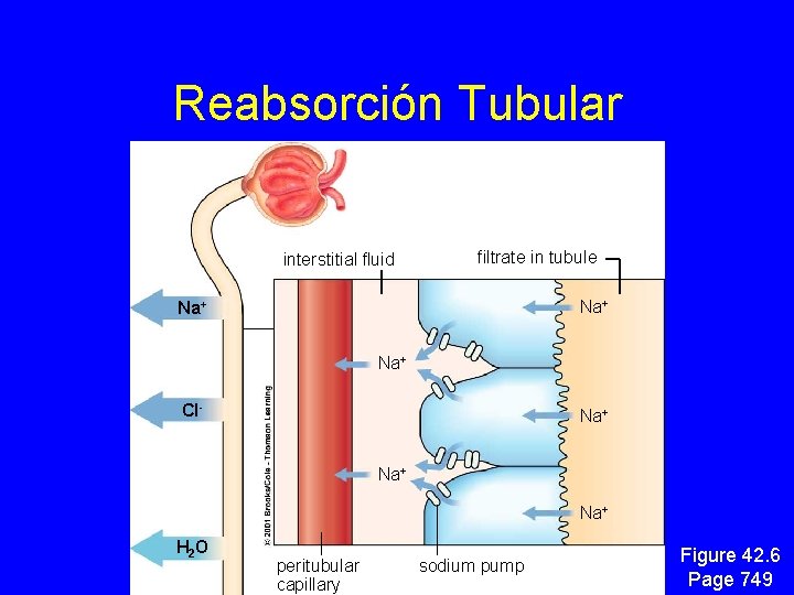 Reabsorción Tubular interstitial fluid filtrate in tubule Na+ Na+ Cl- Na+ Na+ H 2