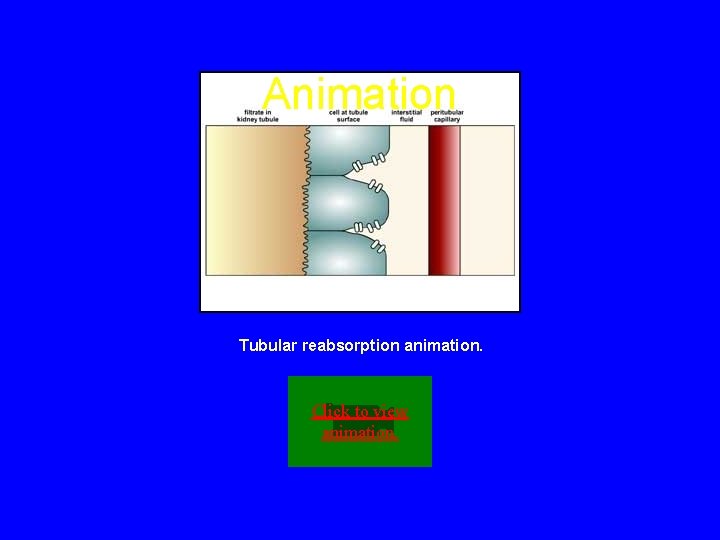 Animation Tubular reabsorption animation. Click to view animation. 