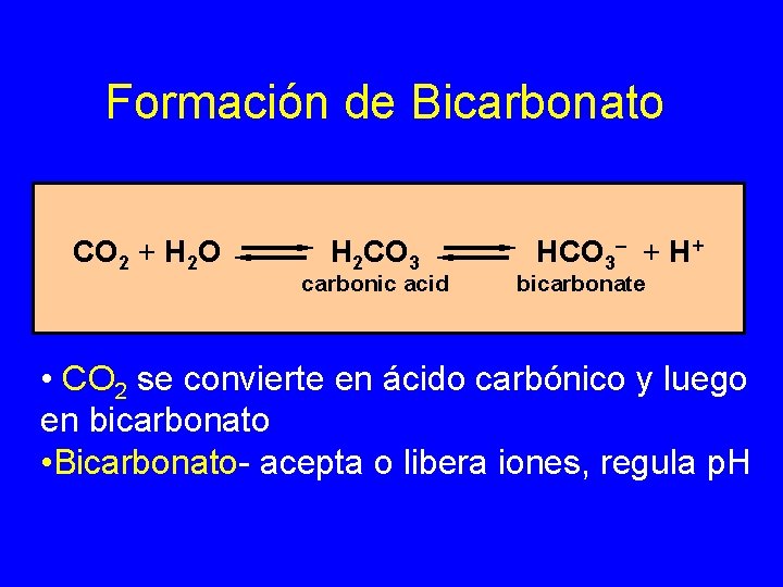 Formación de Bicarbonato CO 2 + H 2 O H 2 CO 3 carbonic