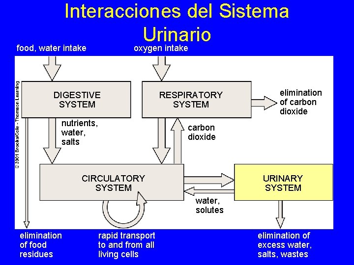 Interacciones del Sistema Urinario food, water intake oxygen intake DIGESTIVE SYSTEM nutrients, water, salts
