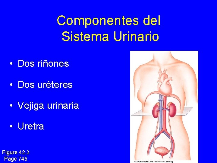 Componentes del Sistema Urinario • Dos riñones • Dos uréteres • Vejiga urinaria •