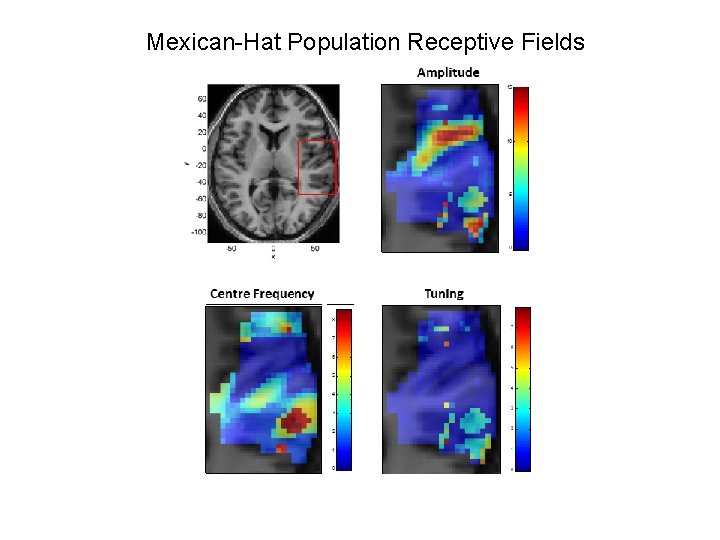 Mexican-Hat Population Receptive Fields 