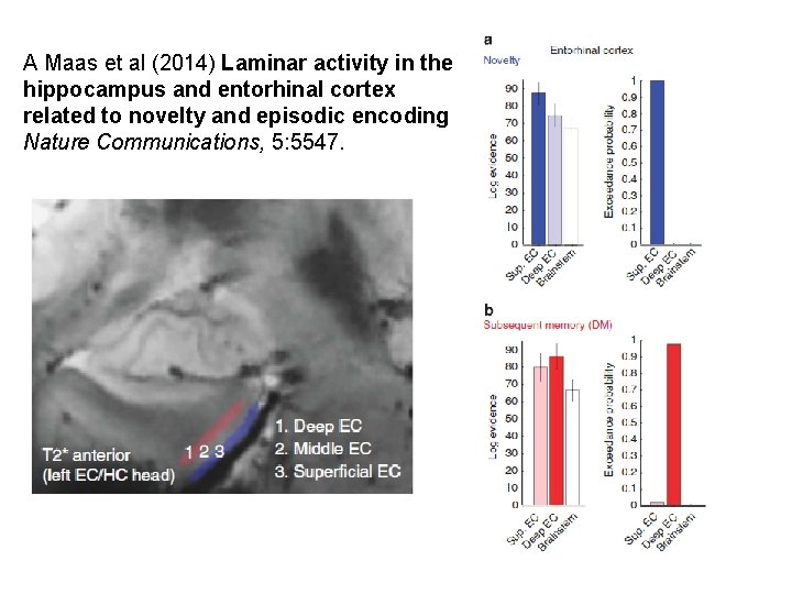 A Maas et al (2014) Laminar activity in the hippocampus and entorhinal cortex related