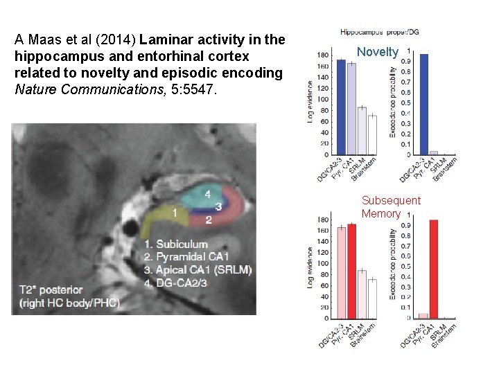 A Maas et al (2014) Laminar activity in the hippocampus and entorhinal cortex related