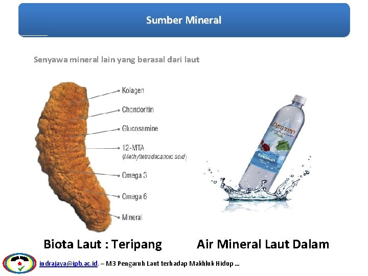 Sumber Mineral Senyawa mineral lain yang berasal dari laut Biota Laut : Teripang Air