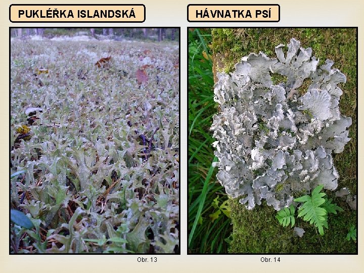 HÁVNATKA PSÍ PUKLÉŘKA ISLANDSKÁ Obr. 13 Obr. 14 