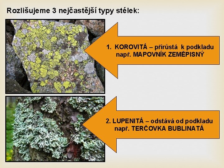 Rozlišujeme 3 nejčastější typy stélek: 1. KOROVITÁ – přirůstá k podkladu např. MAPOVNÍK ZEMĚPISNÝ