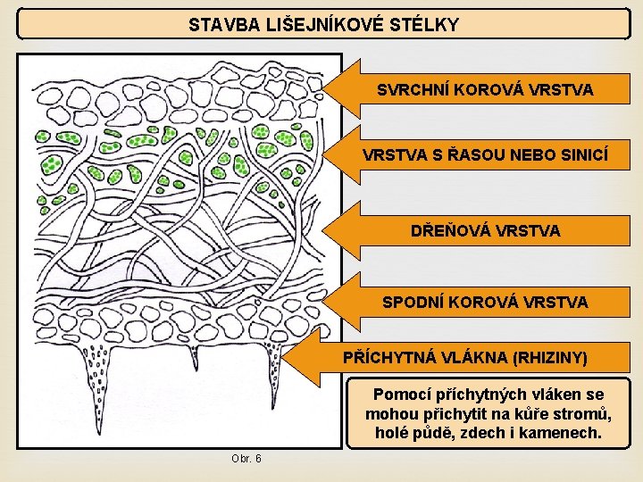 STAVBA LIŠEJNÍKOVÉ STÉLKY SVRCHNÍ KOROVÁ VRSTVA S ŘASOU NEBO SINICÍ DŘEŇOVÁ VRSTVA SPODNÍ KOROVÁ