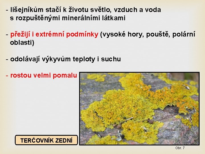 - lišejníkům stačí k životu světlo, vzduch a voda s rozpuštěnými minerálními látkami -