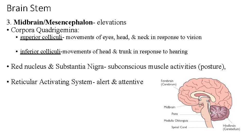 Brain Stem 3. Midbrain/Mesencephalon- elevations • Corpora Quadrigemina: • superior colliculi- movements of eyes,