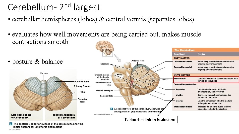 Cerebellum- 2 nd largest • cerebellar hemispheres (lobes) & central vermis (separates lobes) •