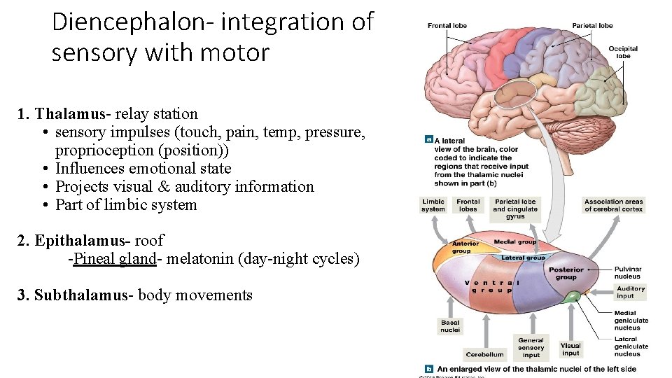 Diencephalon- integration of sensory with motor 1. Thalamus- relay station • sensory impulses (touch,