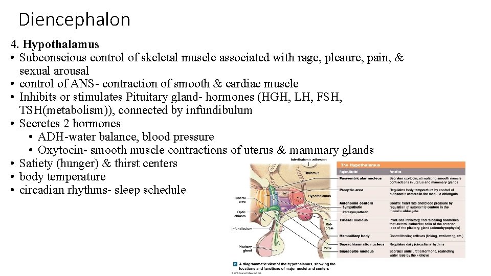 Diencephalon 4. Hypothalamus • Subconscious control of skeletal muscle associated with rage, pleaure, pain,