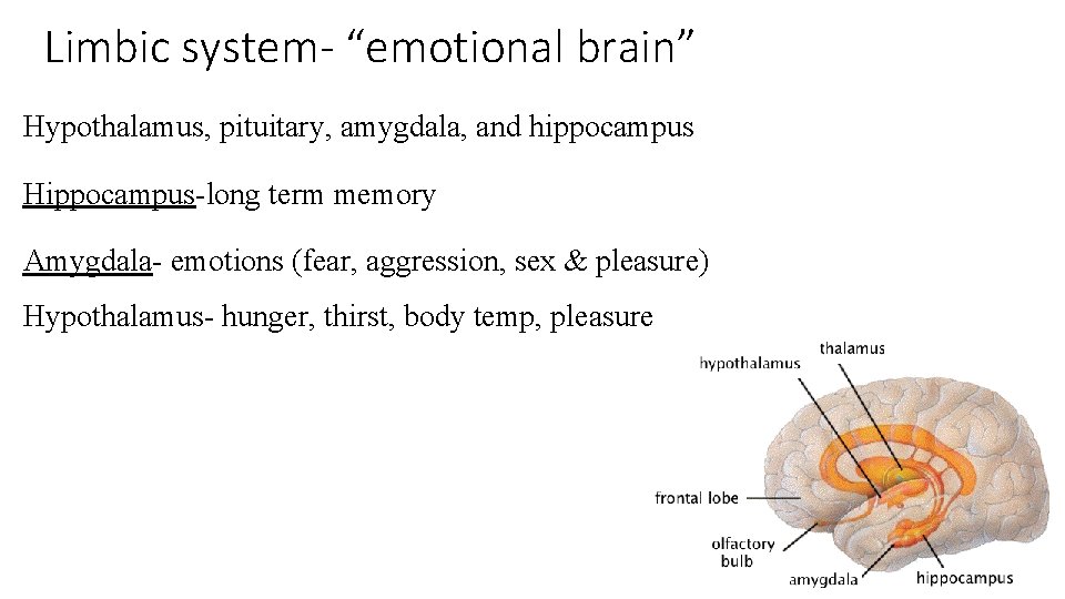 Limbic system- “emotional brain” Hypothalamus, pituitary, amygdala, and hippocampus Hippocampus-long term memory Amygdala- emotions