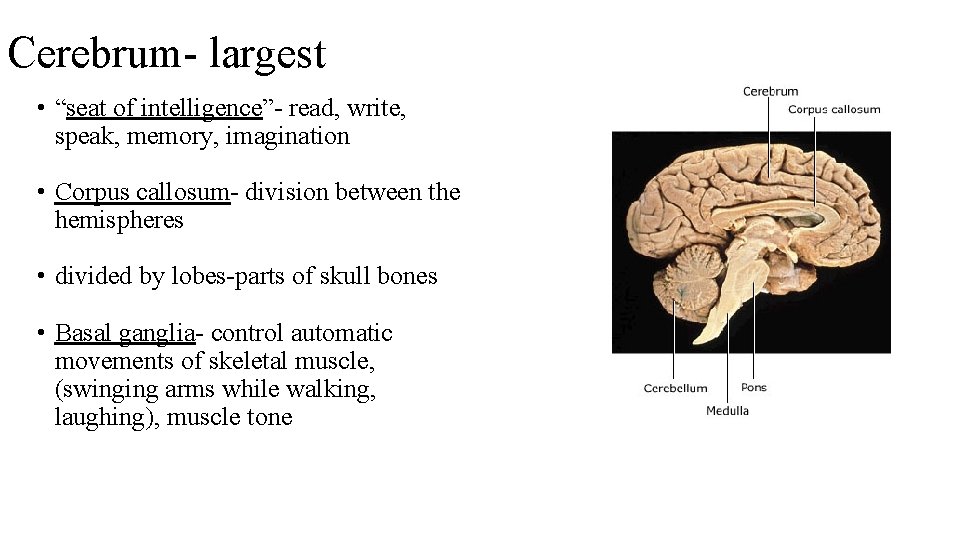 Cerebrum- largest • “seat of intelligence”- read, write, speak, memory, imagination • Corpus callosum-