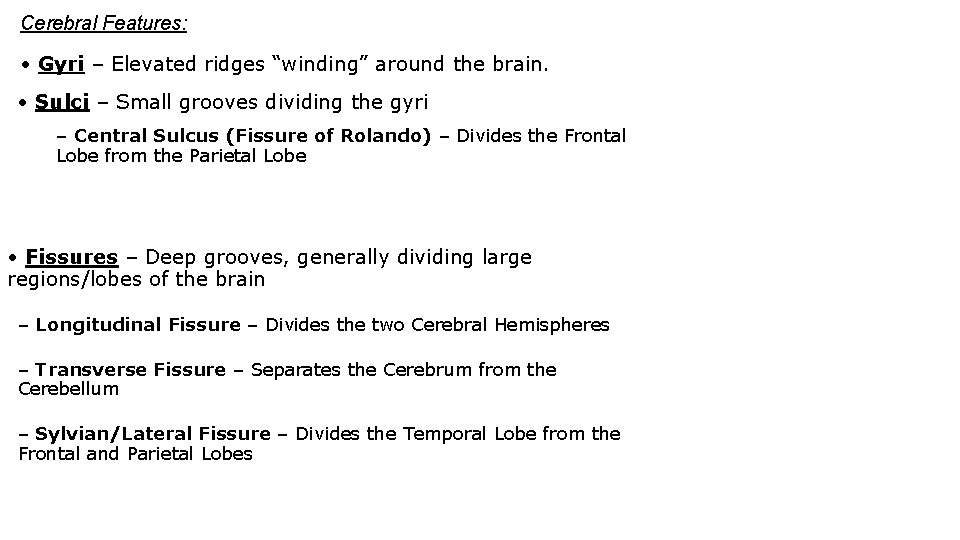 Cerebral Features: • Gyri – Elevated ridges “winding” around the brain. • Sulci –