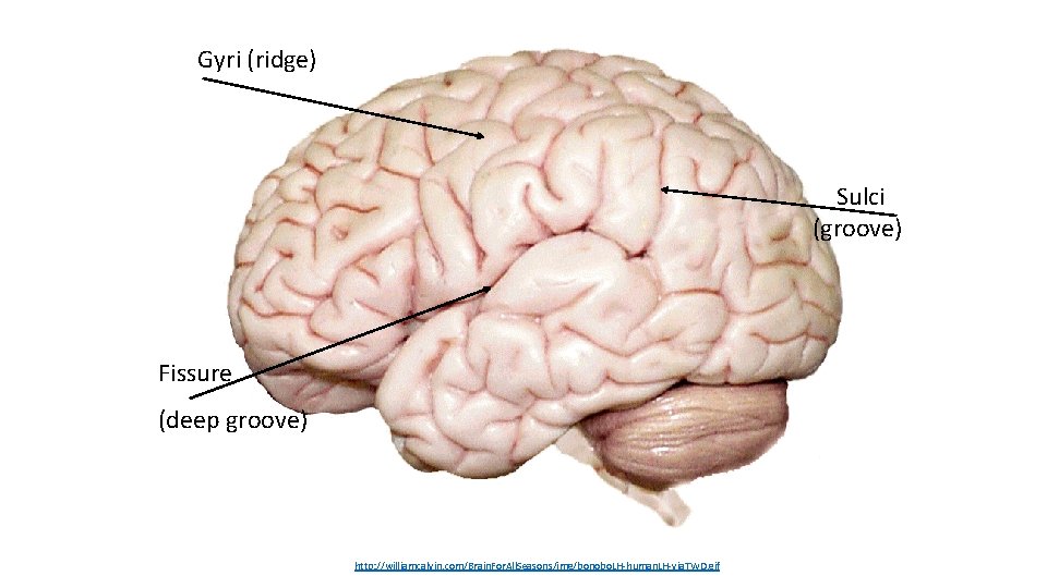 Gyri (ridge) Sulci (groove) Fissure (deep groove) http: //williamcalvin. com/Brain. For. All. Seasons/img/bonobo. LH-human.