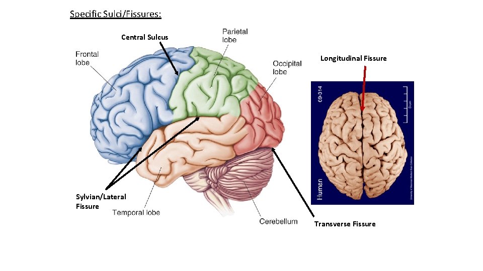 Specific Sulci/Fissures: Central Sulcus Longitudinal Fissure Sylvian/Lateral Fissure Transverse Fissure 