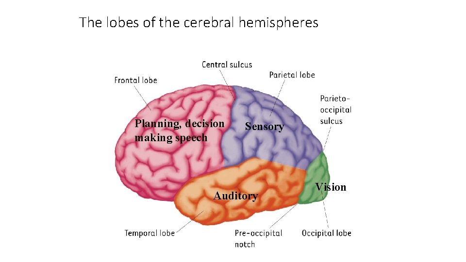 The lobes of the cerebral hemispheres Planning, decision making speech Sensory Auditory Vision 