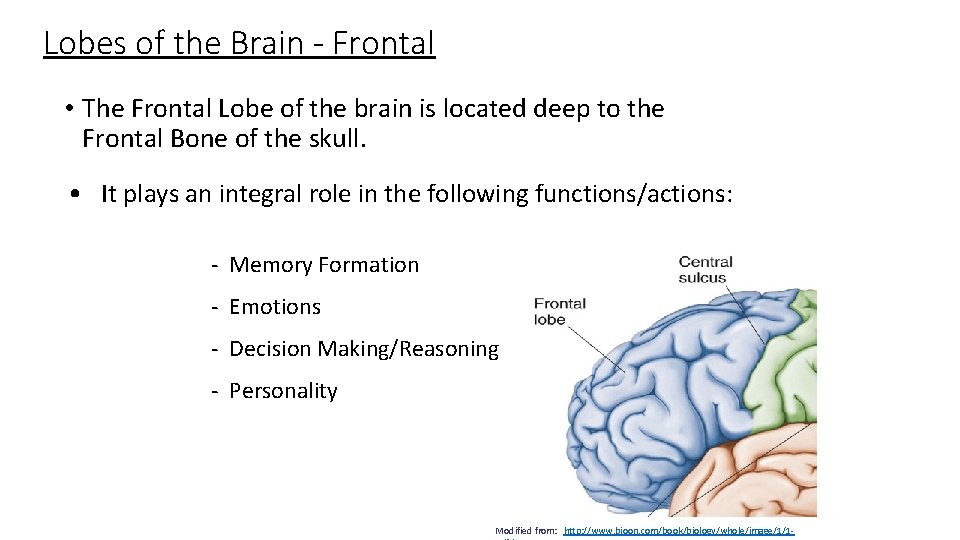 Lobes of the Brain - Frontal • The Frontal Lobe of the brain is