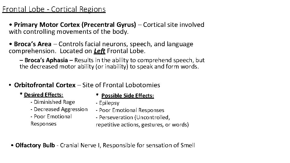 Frontal Lobe - Cortical Regions • Primary Motor Cortex (Precentral Gyrus) – Cortical site